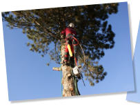 Treeclimbing_05